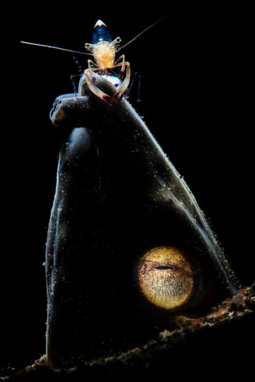 Победители конкурса Underwater Photographer of the Year 2019