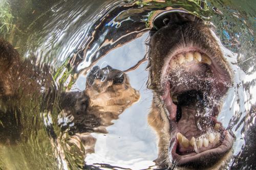 Победители конкурса Underwater Photographer of the Year 2019