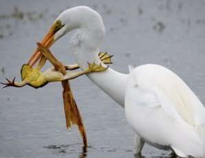 Финалисты фотоконкурса National Geographic в Instagram