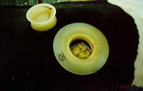 С дырочкой в левом боку: коров исследуют… изнутри!