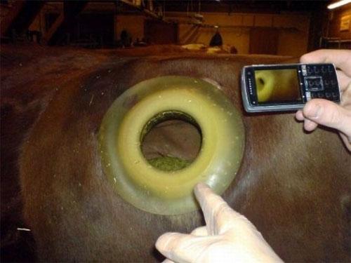 С дырочкой в левом боку: коров исследуют… изнутри!