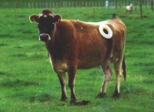 С дырочкой в левом боку: коров исследуют… изнутри!