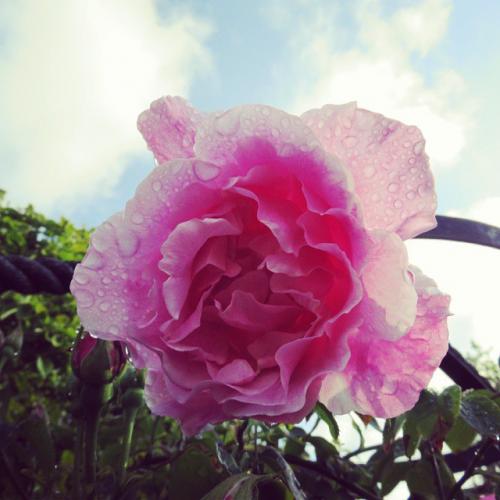 Малоизвестные личные фото из жизни Королевы Елизаветы II