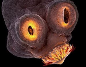 Победители конкурса лучшей научной фотографии