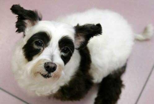 Китайские генетики вывели собаку-панду!