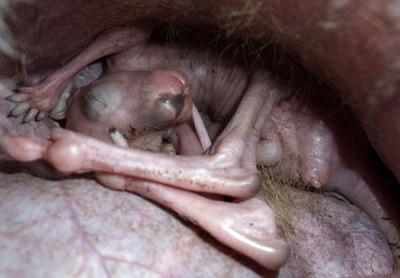 Удивительные эмбриональные фотографии животных