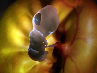 Удивительные эмбриональные фотографии животных