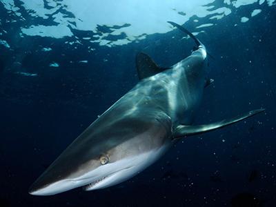 Жестокий акулий промысел в Аравийском море