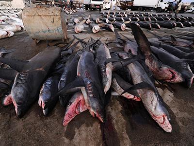 Жестокий акулий промысел в Аравийском море