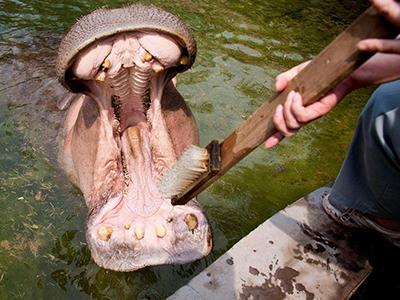 Как правильно почистить бегемоту зубы