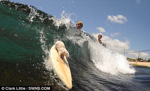 Крысы-серфингисты «ловят» 4-футовую волну