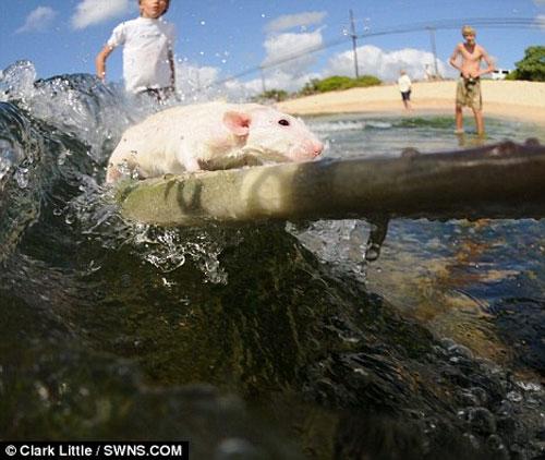 Крысы-серфингисты «ловят» 4-футовую волну