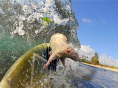 Крысы-серфингисты «ловят» 4-футовую волну