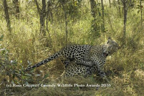 Изумительные снимки дикой природы от финалистов конкурса на самую смешное фото