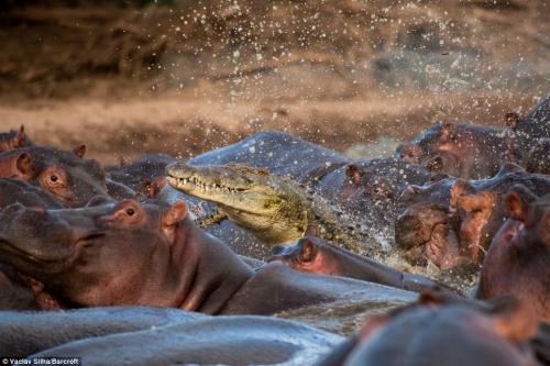 Бегемоты расправились с крокодилом
