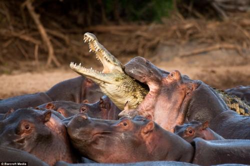 Бегемоты расправились с крокодилом