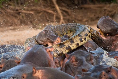 Бегемоты расправились с крокодилом