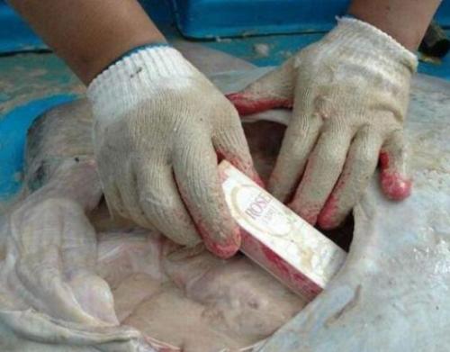 Скат-контрабандист поразил рыбаков