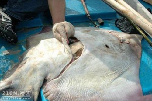 Скат-контрабандист поразил рыбаков