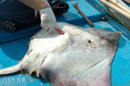 Скат-контрабандист поразил рыбаков