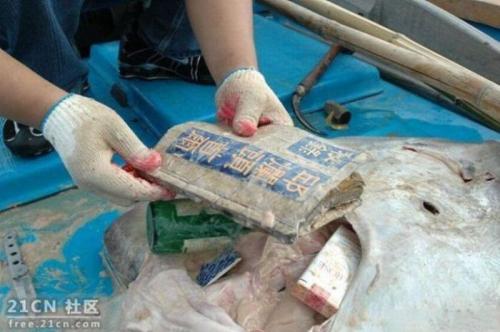 Скат-контрабандист поразил рыбаков