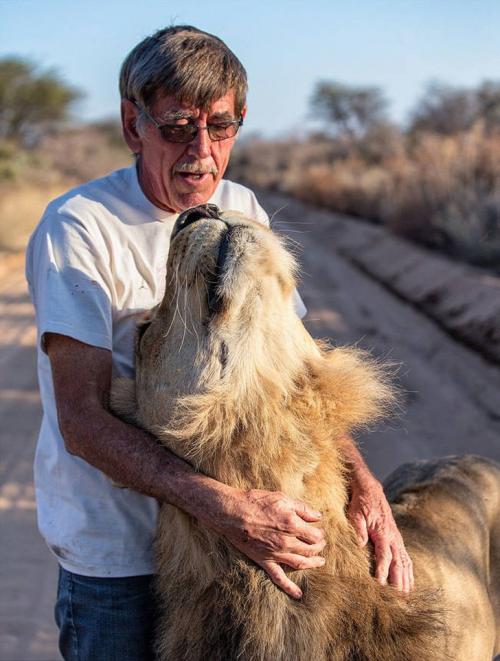 Трогательная история об удивительной дружбе человека и льва