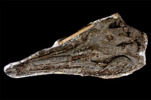 Ученые нашли клондайк монстров