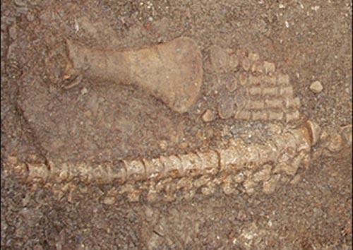 Ученые нашли клондайк монстров