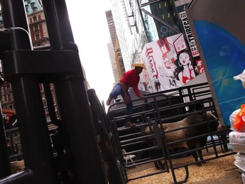 В центре Нью-Йорка устроили родео