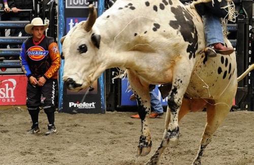 В центре Нью-Йорка устроили родео