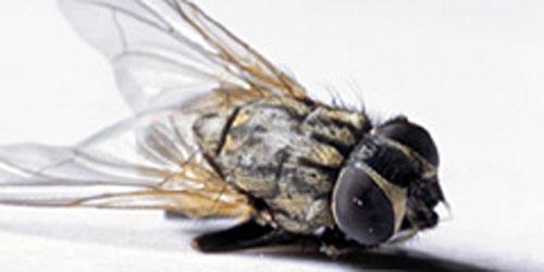 Олимпийские приколы