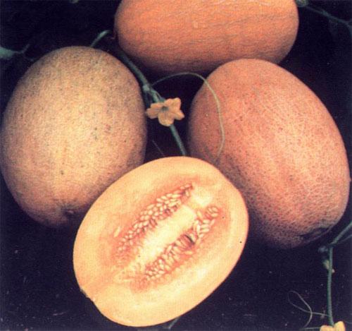 Олимпийские приколы