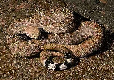 Топ-10 самых опасных животных в мире