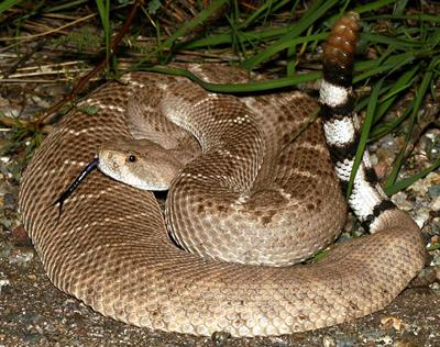 Топ-10 самых опасных животных в мире