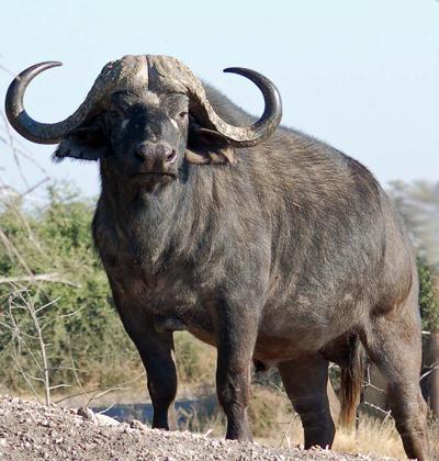 Топ-10 самых опасных животных в мире