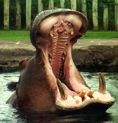 Топ-10 самых опасных животных в мире