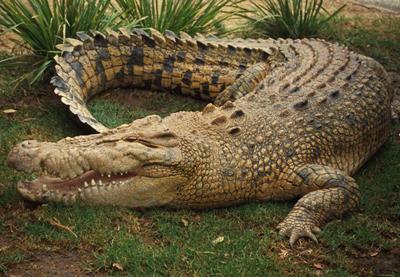 Топ-10 самых опасных животных в мире