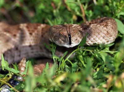 Топ-10 самых опасных животных в мире