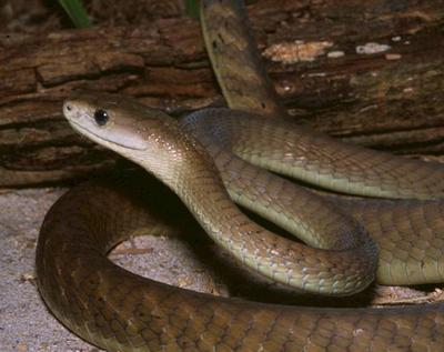 Топ-10 самых опасных животных в мире