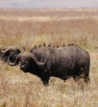 Топ-10 самых опасных животных в мире