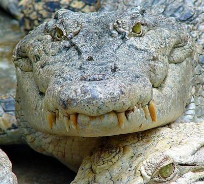 Топ-10 самых опасных животных в мире