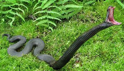 Топ-10 самых опасных животных в мире