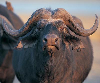 Топ-10 самых опасных животных в мире