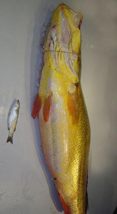 Золотая рыбка принесла рыбаку 75 тысяч долларов