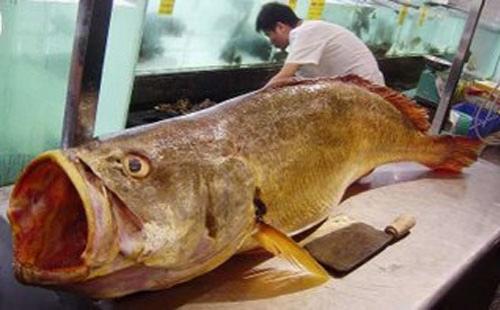 Золотая рыбка принесла рыбаку 75 тысяч долларов