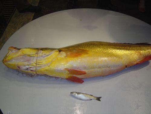 Золотая рыбка принесла рыбаку 75 тысяч долларов