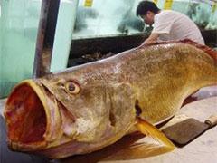 Золотая рыбка принесла рыбаку 75 тысяч долларов