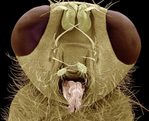 Учёные разглядели лицо насекомых-вредителей