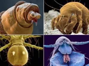 Учёные разглядели лицо насекомых-вредителей