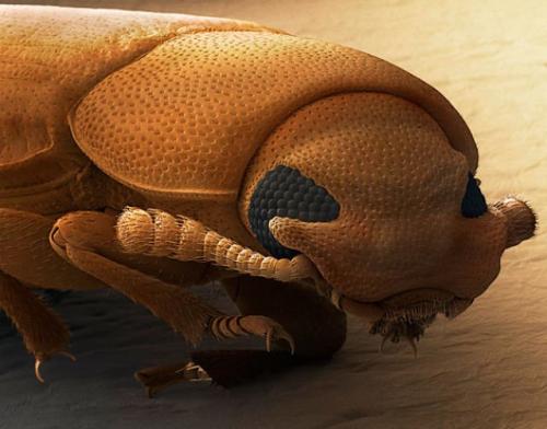 Учёные разглядели лицо насекомых-вредителей